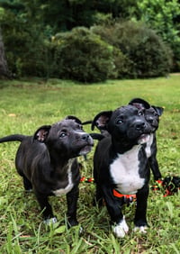 Belle - UP & COMING!!! - Photo 4