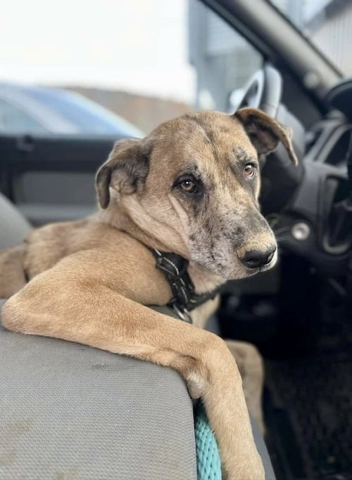 HUCKLEBERRY - German Shepherd Dog / Australian Cattle Dog/Blue Heeler available for adoption
