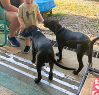 Duke - Photo 4