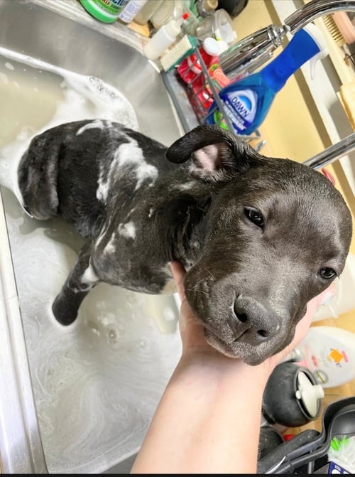 DUKE - Staffordshire Bull Terrier available for adoption