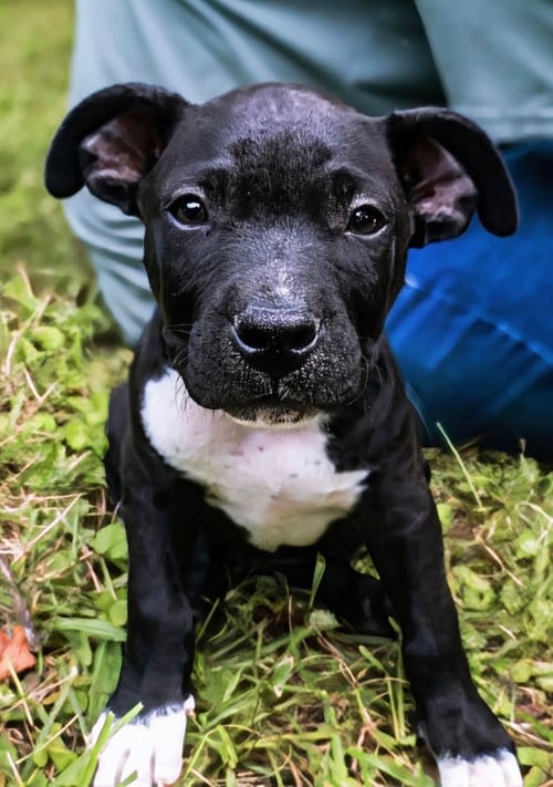 DUKE - UP & COMING! - Staffordshire Bull Terrier for adoption in Knoxville