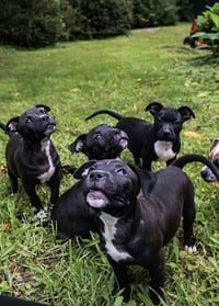 Duke - UP & COMING! - Photo 3