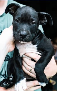 Duke - UP & COMING! - Photo 4