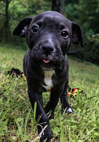Duke - UP & COMING! - Photo 2