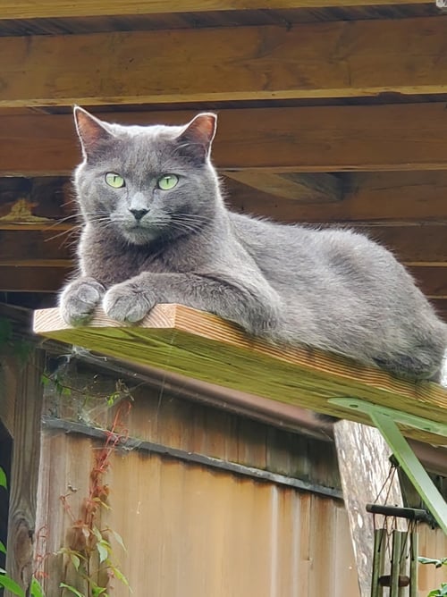 VIOLET & EDITH - Russian Blue available for adoption