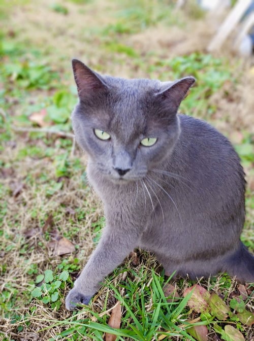 VIOLET & EDITH - Russian Blue available for adoption