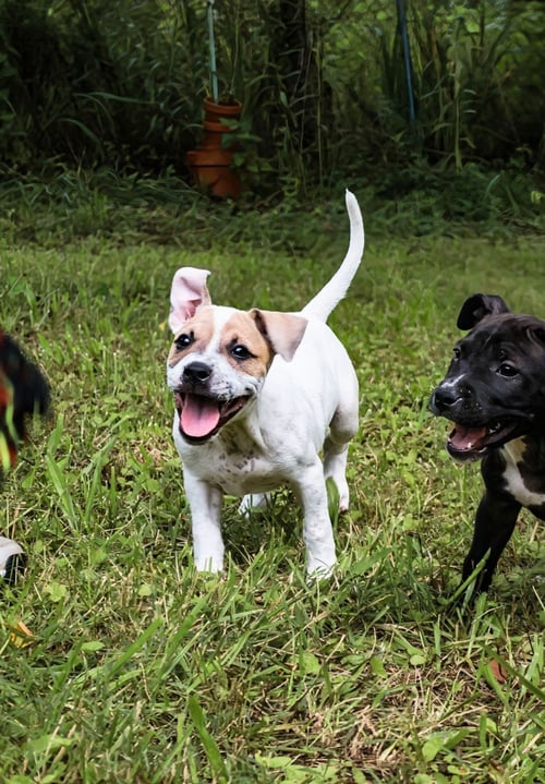 FLOSSY - UP & COMING! - Staffordshire Bull Terrier available for adoption