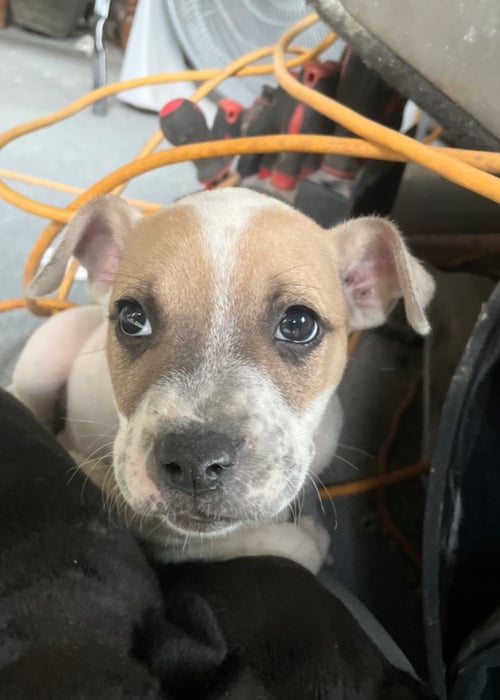 FLOSSY - UP & COMING! - Staffordshire Bull Terrier for adoption in Knoxville