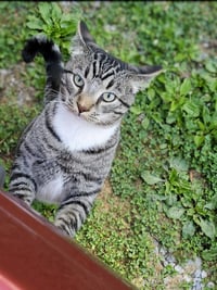 Mikey Boots - URGENT!!! - Photo 2