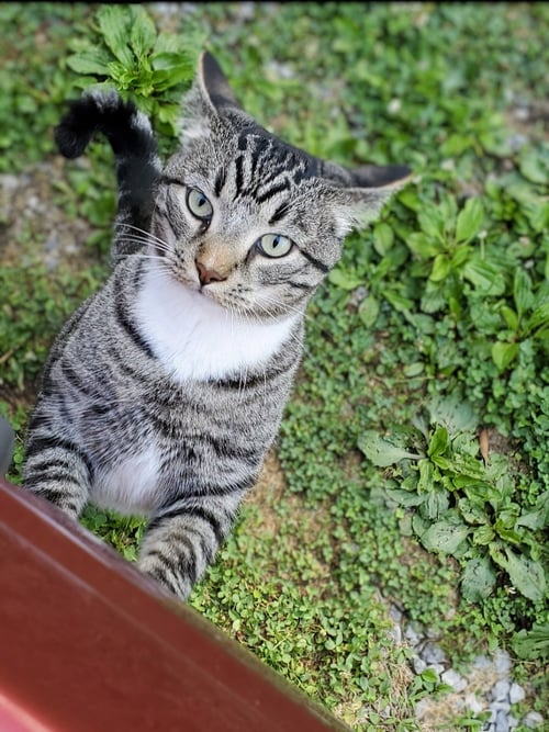 MIKEY BOOTS - URGENT!!! - Tabby available for adoption