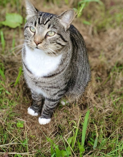 MIKEY BOOTS - URGENT!!! - Tabby available for adoption