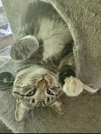 Mikey Boots - URGENT!!! - Photo 4
