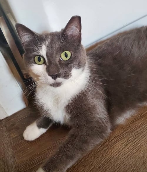 EDITH & VIOLET - 911 - Domestic Short Hair available for adoption