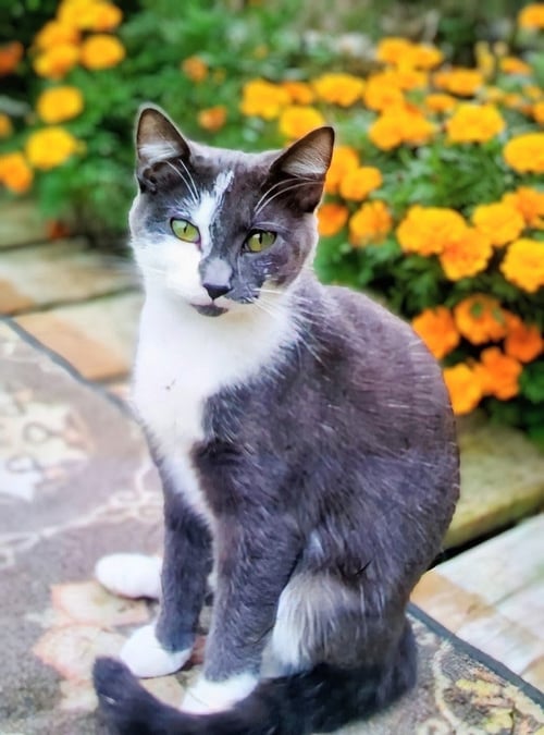 EDITH & VIOLET - 911 - Domestic Short Hair available for adoption