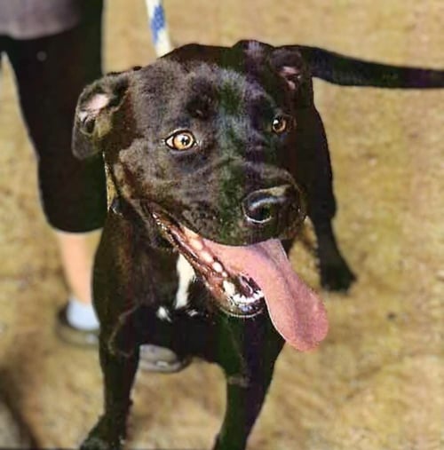 YUKON - American Staffordshire Terrier available for adoption