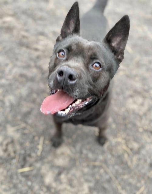 TYSON - Spitz / Terrier available for adoption