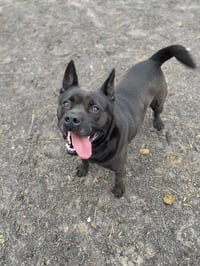 Tyson - Photo 1