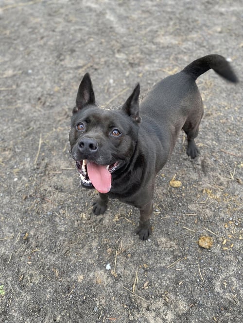 TYSON - Spitz / Terrier available for adoption