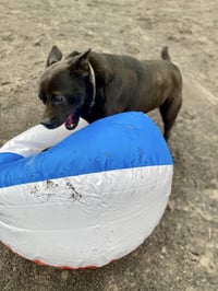 Tyson - Photo 3