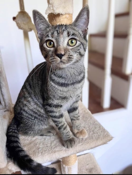 PRINCESS MONONOKE & HOWL - Tabby available for adoption
