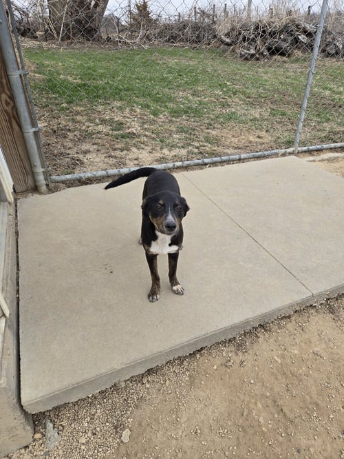 JAY - Unknown available for adoption