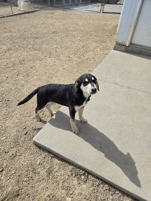 COLT - Unknown available for adoption