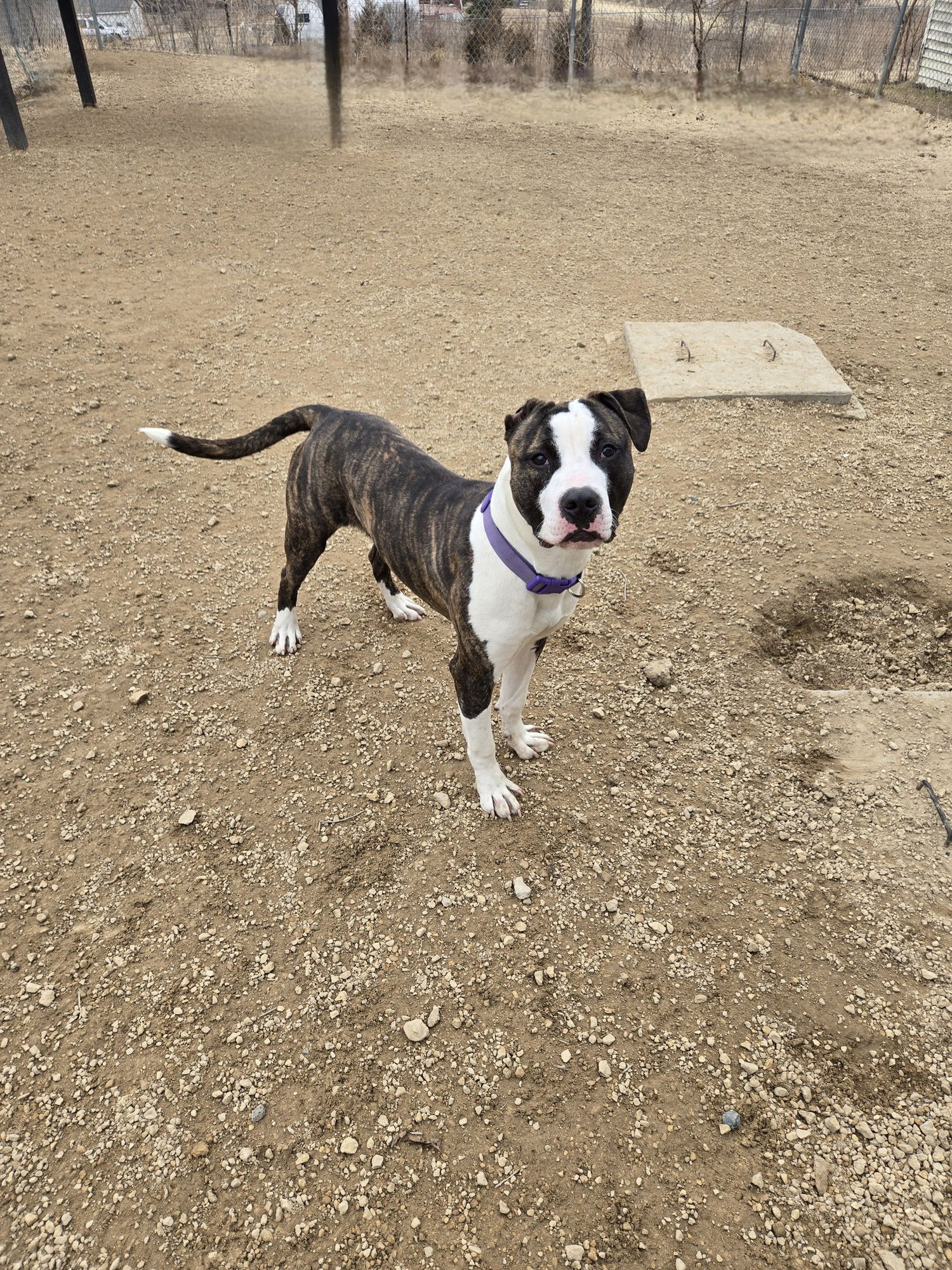 ZEUS - Unknown available for adoption