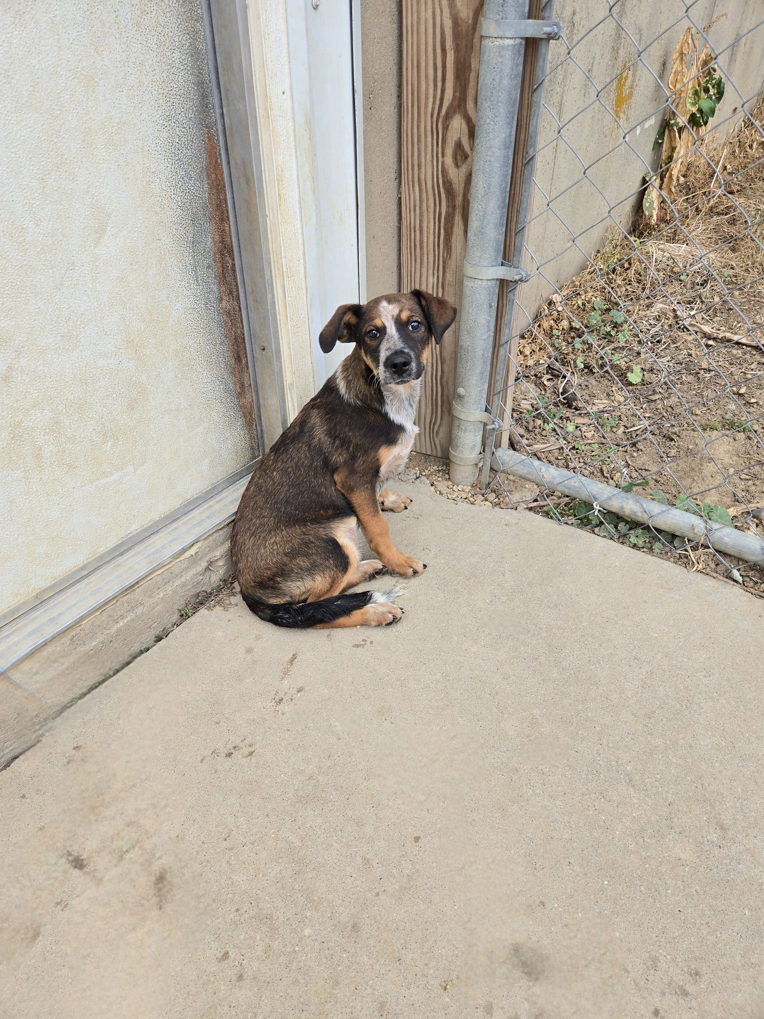RIO - Australian Cattle Dog/Blue Heeler available for adoption