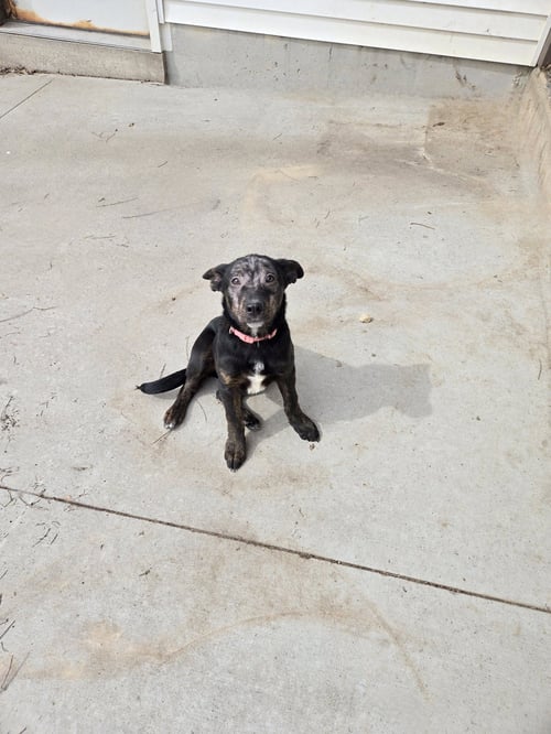 TATUM - Labrador Retriever available for adoption