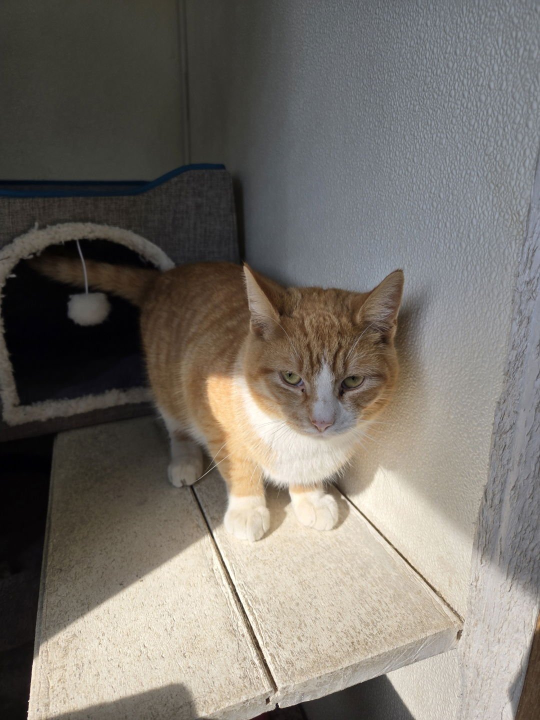 BISCUIT - Domestic Short Hair available for adoption