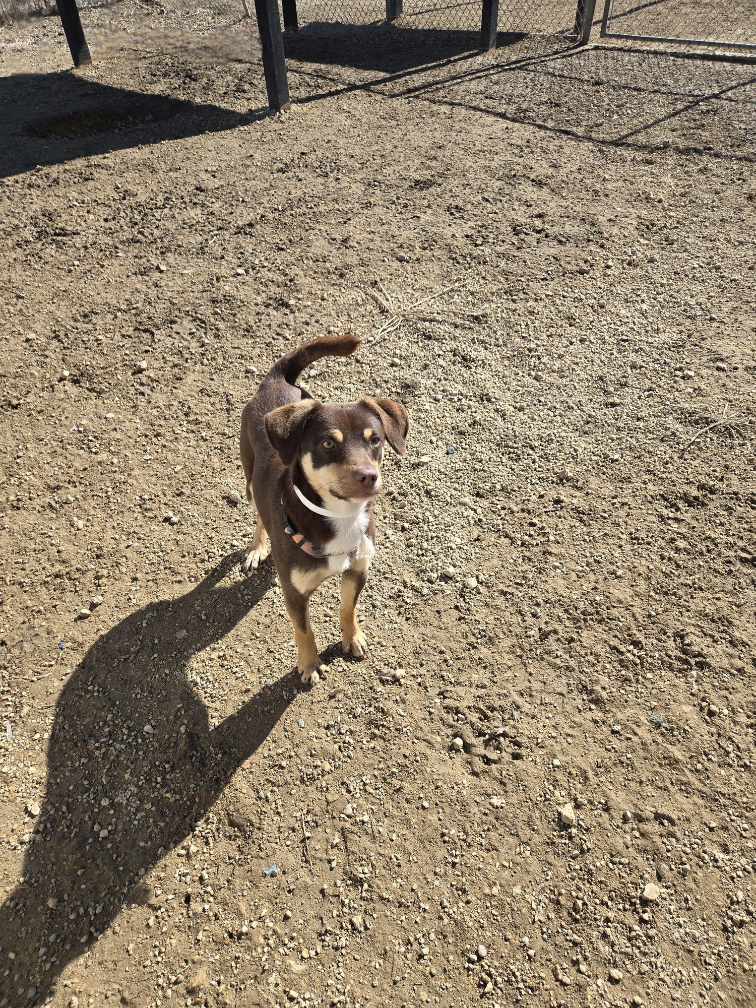 COCO - Australian Kelpie available for adoption