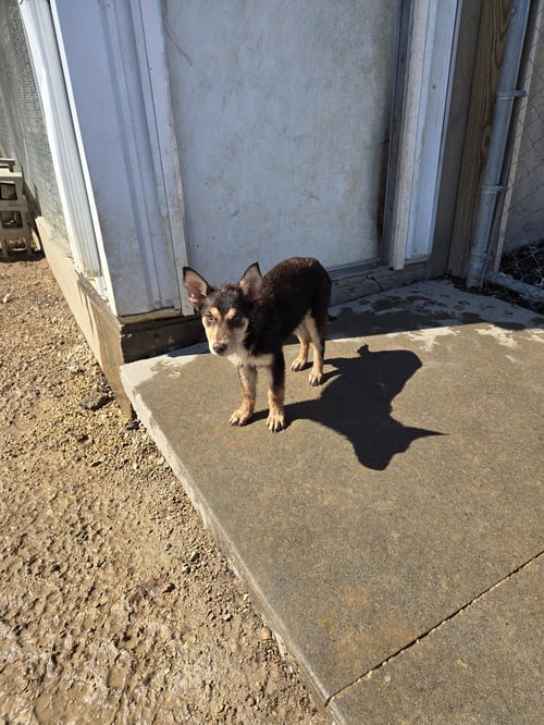 SOONA - Shepherd / Husky available for adoption