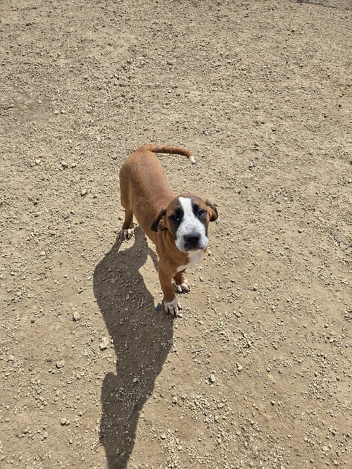 BETHANY - Boxer available for adoption