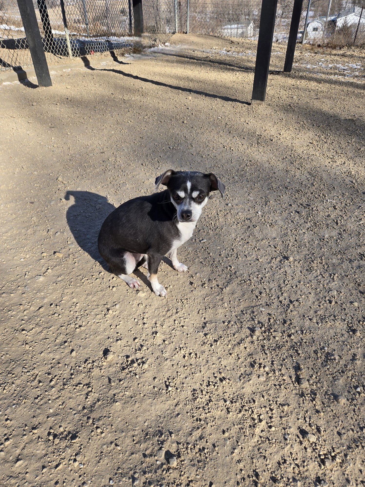 MINNIE - Chihuahua / Dachshund available for adoption