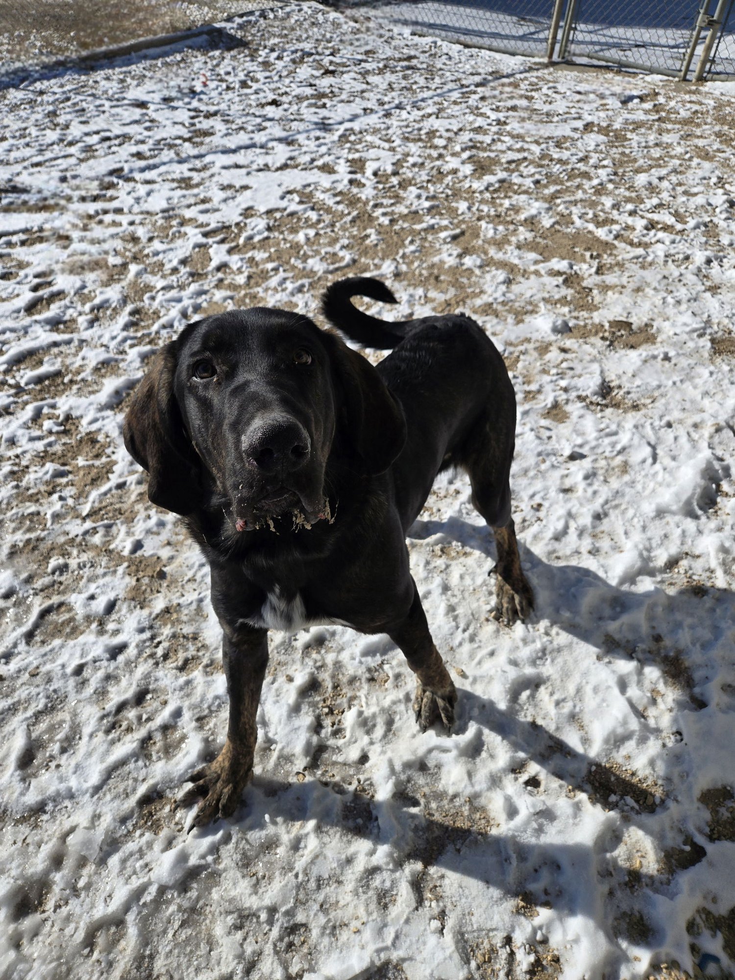 BANDIT - Mastiff / Black and Tan Coonhound available for adoption