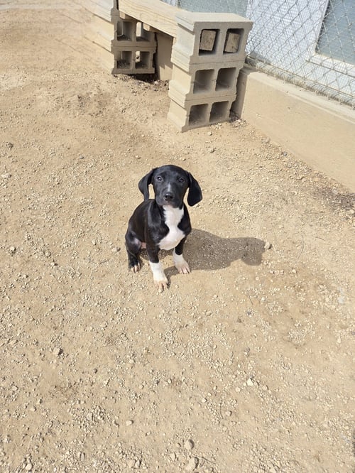 LUCEE - Boxer available for adoption