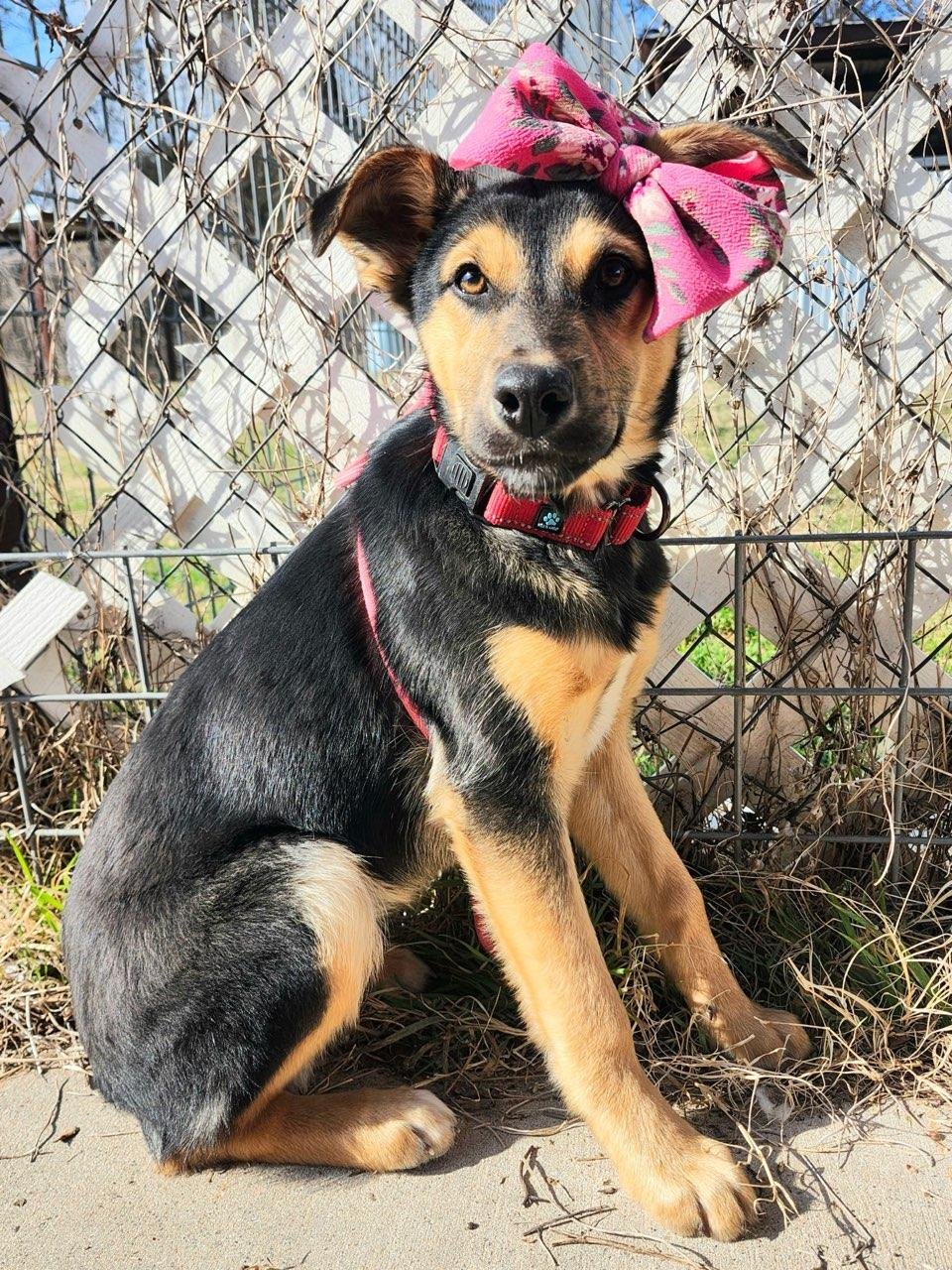 CHLOE - Australian Shepherd available for adoption