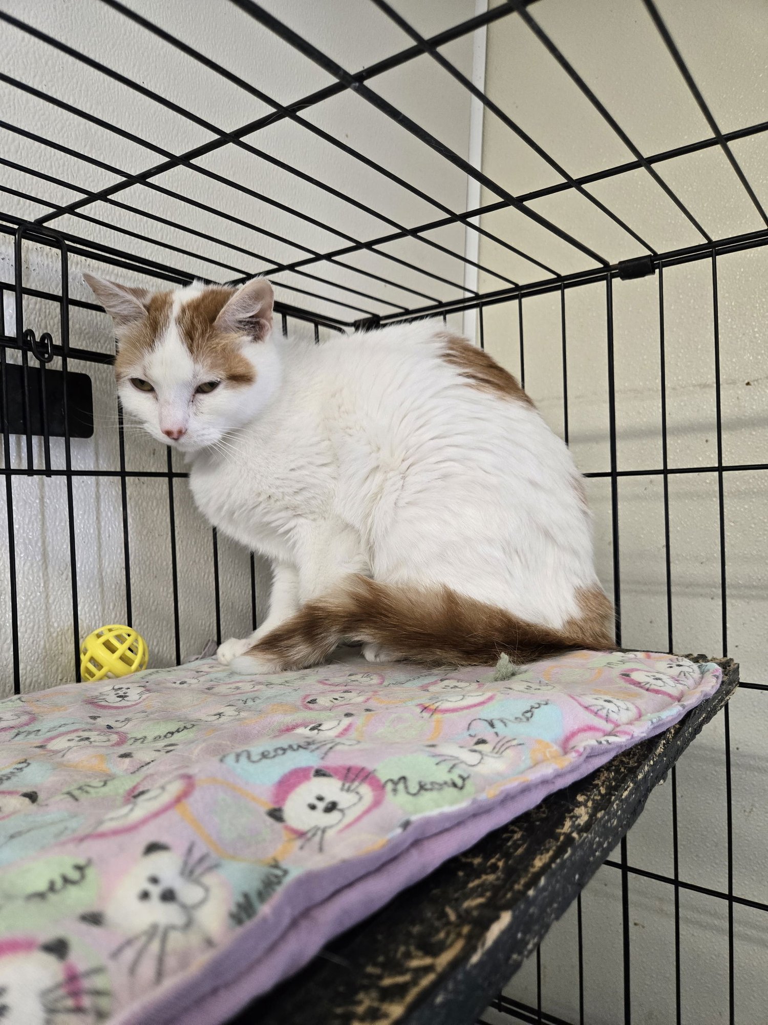 HATHOR - Domestic Short Hair available for adoption