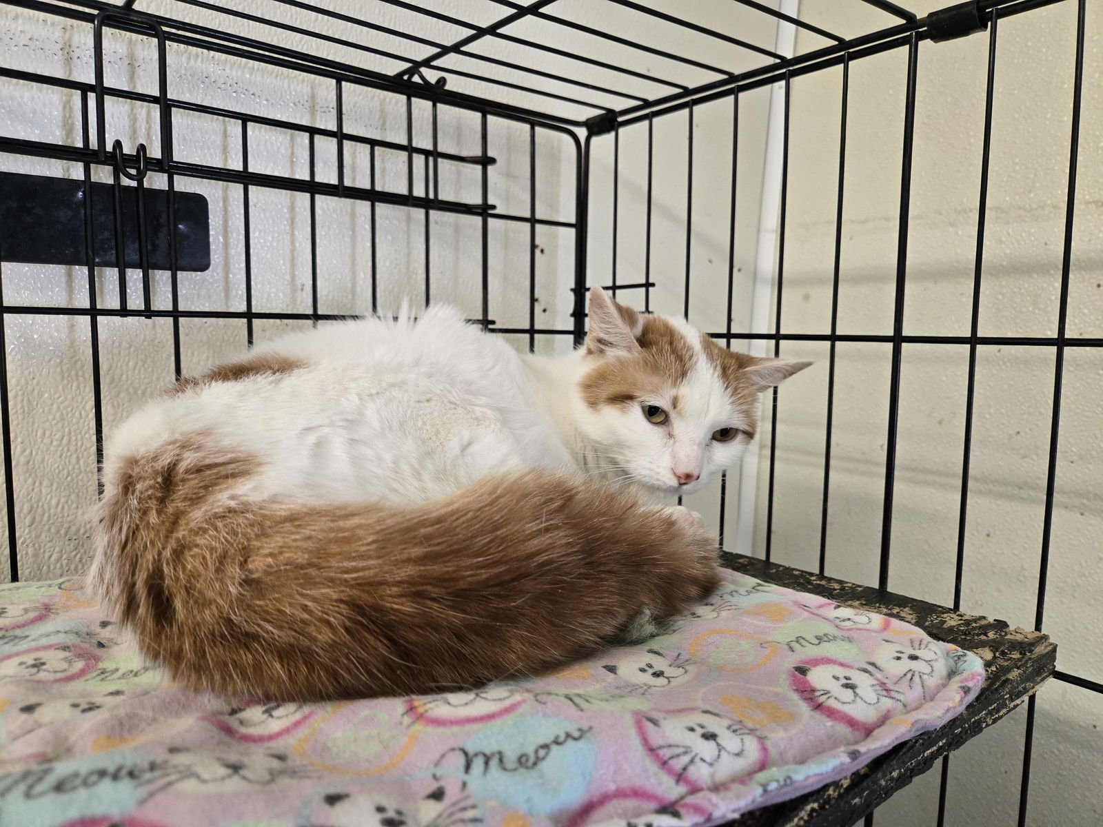 HATHOR - Domestic Short Hair available for adoption