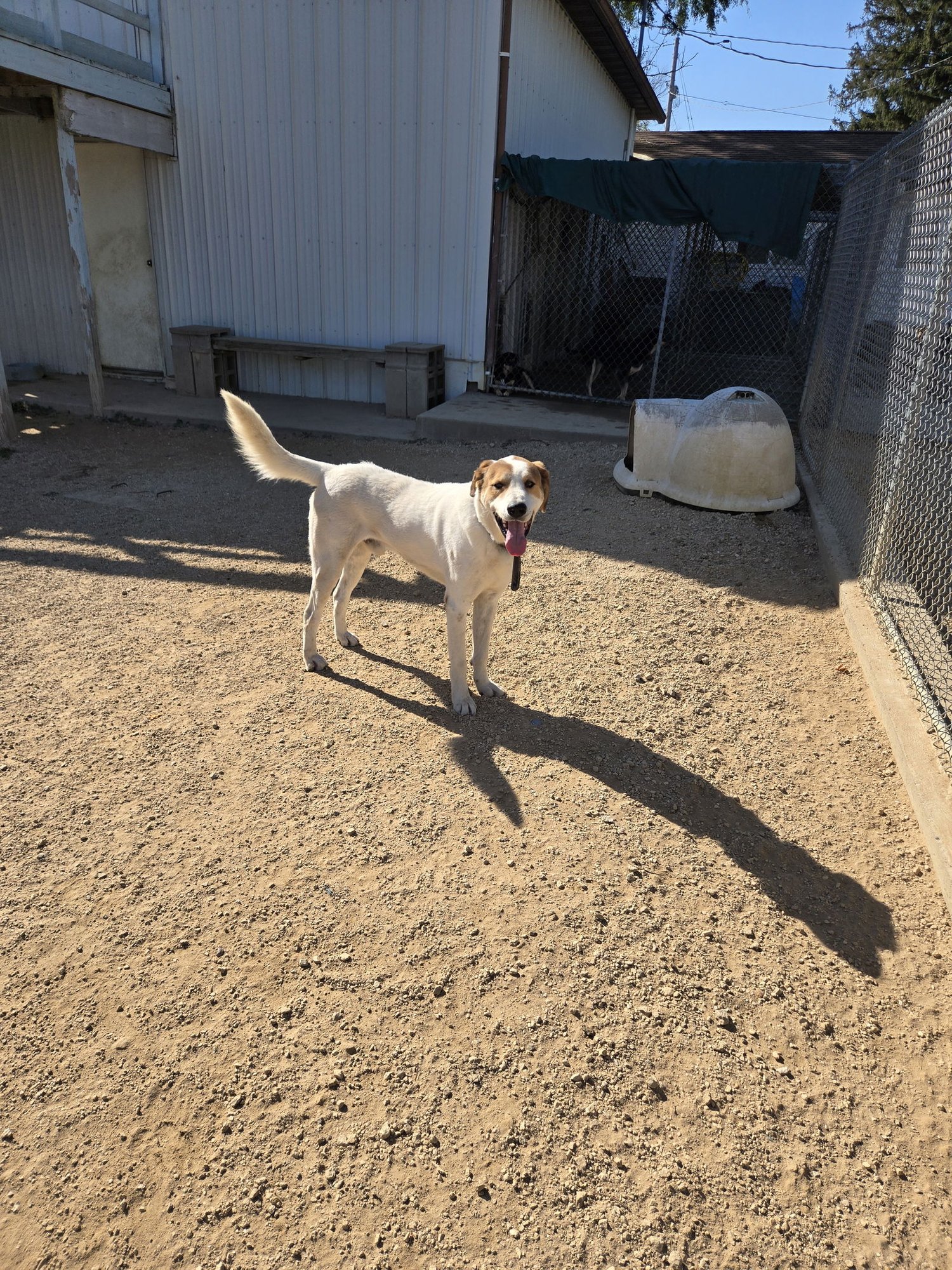 GOOFY - Great Pyrenees available for adoption
