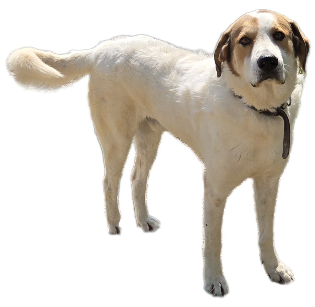 GOOFY - Great Pyrenees available for adoption