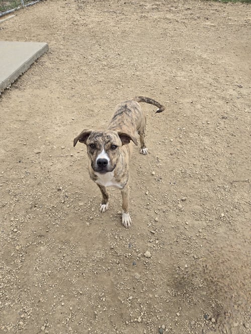 RIKA - Unknown available for adoption