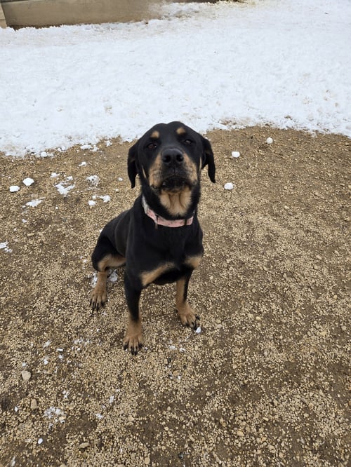 VIOLET - Rottweiler available for adoption