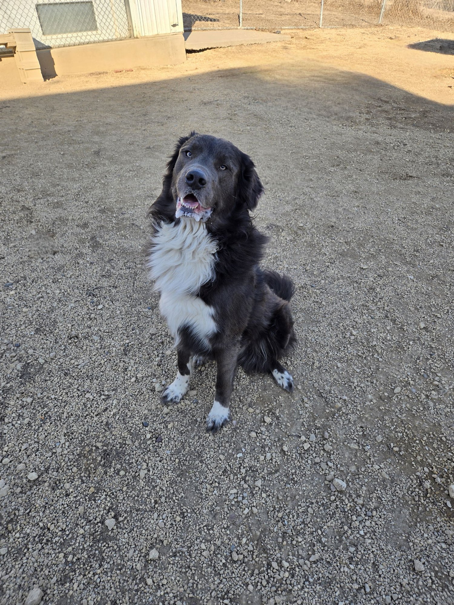 CLETUS - Great Pyrenees / Labrador Retriever available for adoption