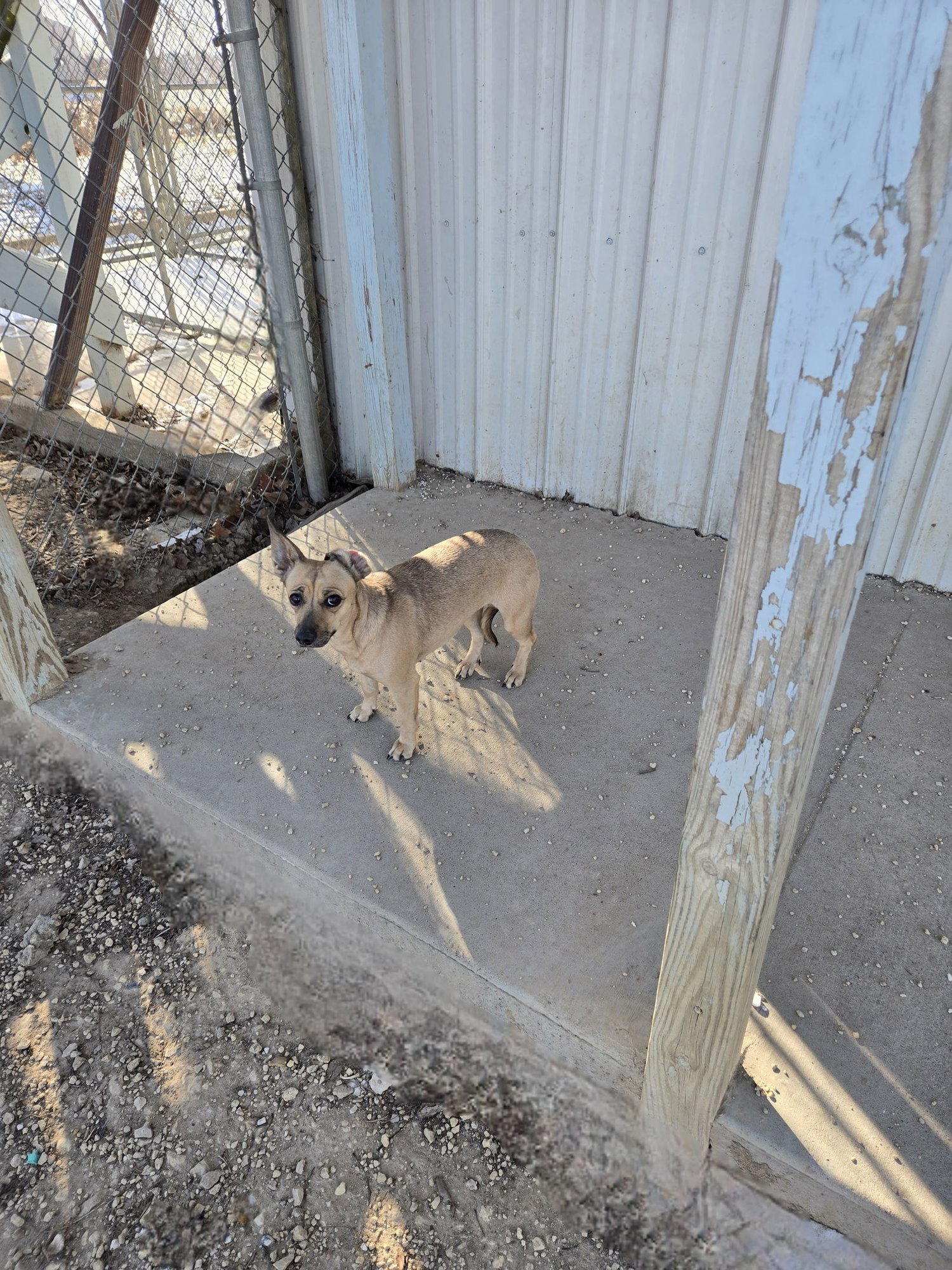 SPARKY - Chihuahua / Dachshund available for adoption