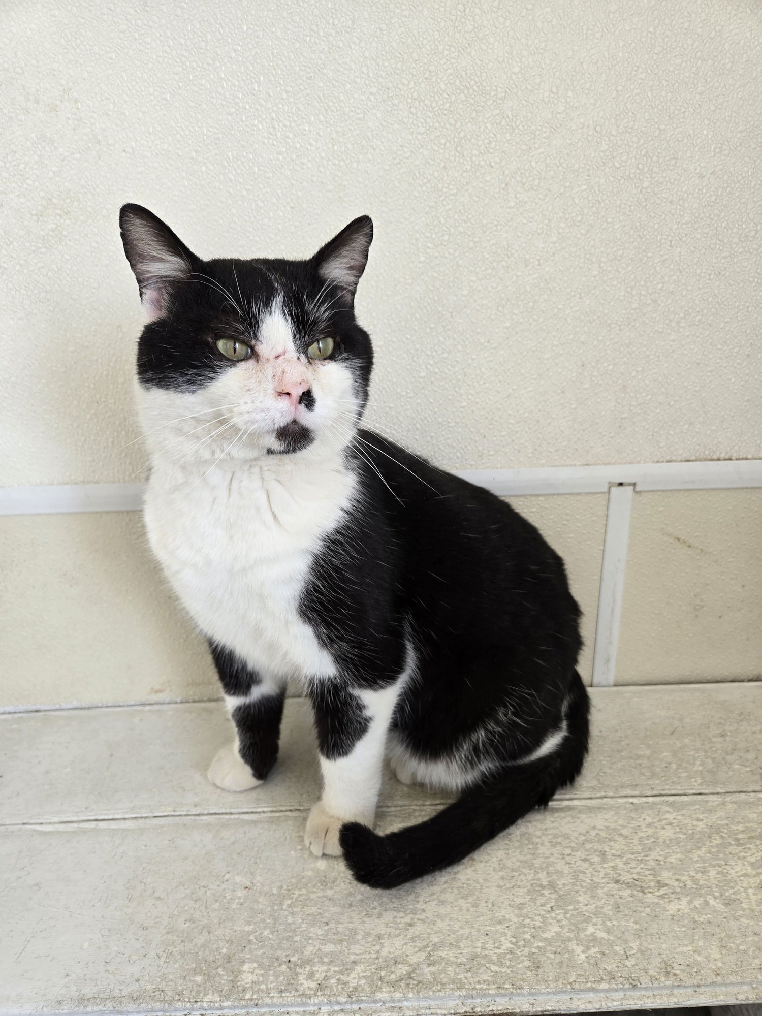 BUBBA - Domestic Short Hair available for adoption