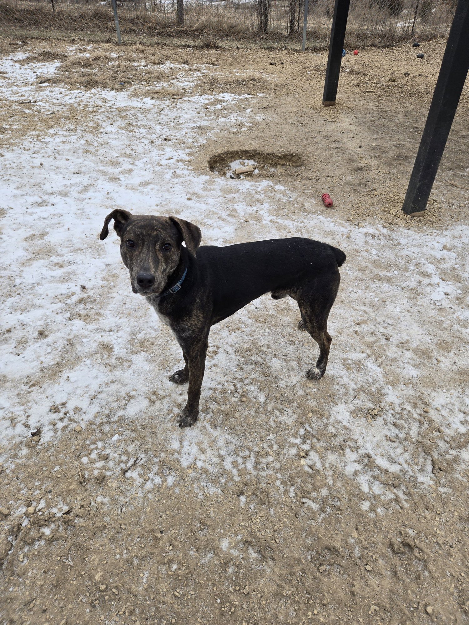 BOB - Flat-coated Retriever / Corgi available for adoption