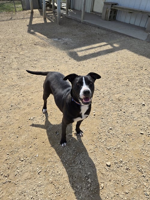 PEARL - Black Labrador Retriever available for adoption