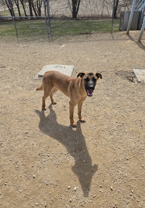 KEVIN - Anatolian Shepherd available for adoption