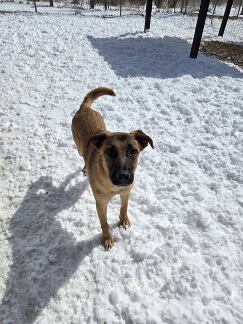 KEVIN - Anatolian Shepherd available for adoption
